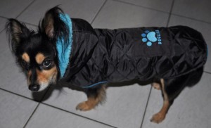 doglike kutyaruha