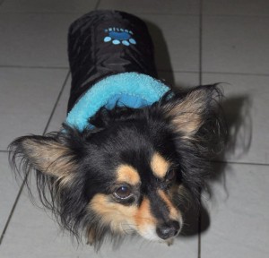 doglike kutyaruha