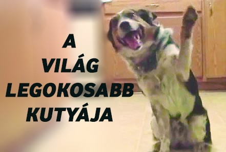 Jumpy a világ legokosabb kutyája