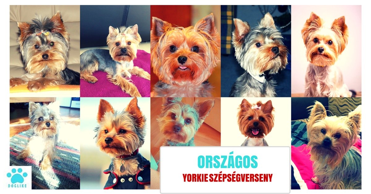Országos Yorkie Szépségverseny