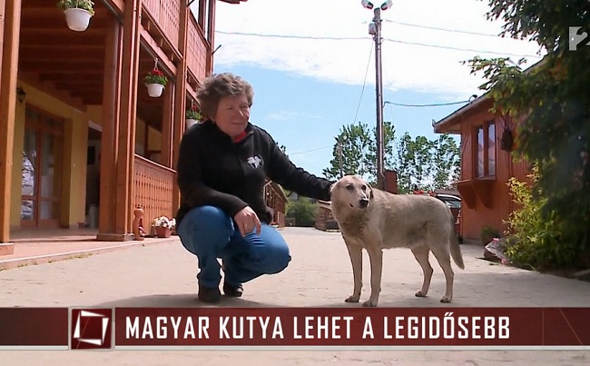 Magyar lehet a világ legidősebb kutyusa [VIDEO]