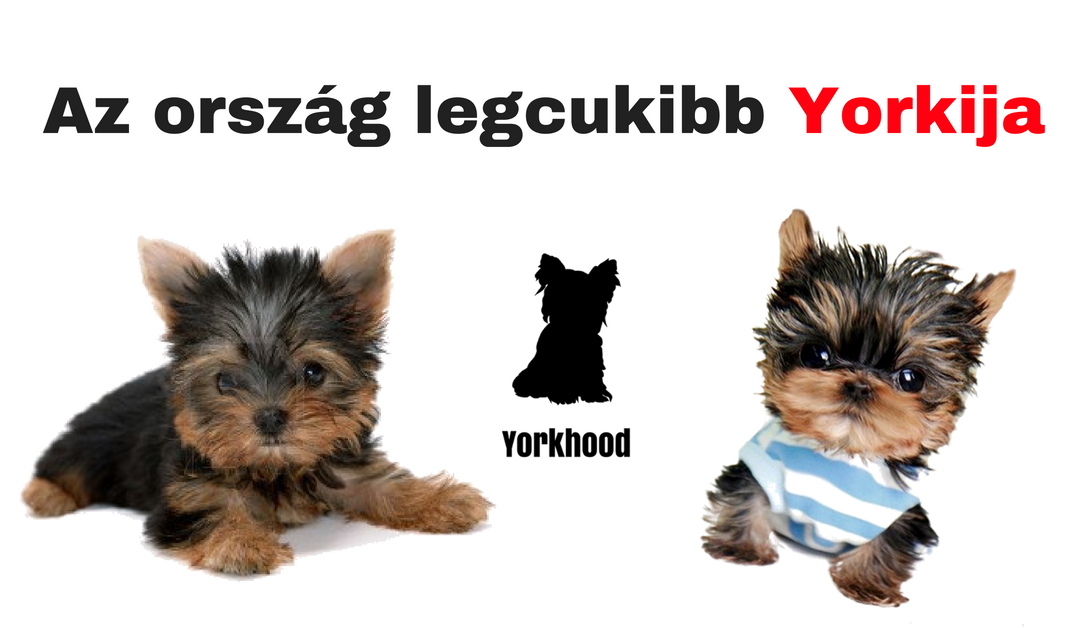 Az ország legcukibb Yorkija – Eredményhirdetés