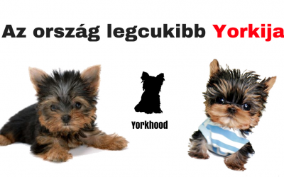 Az ország legcukibb Yorkija – Eredményhirdetés